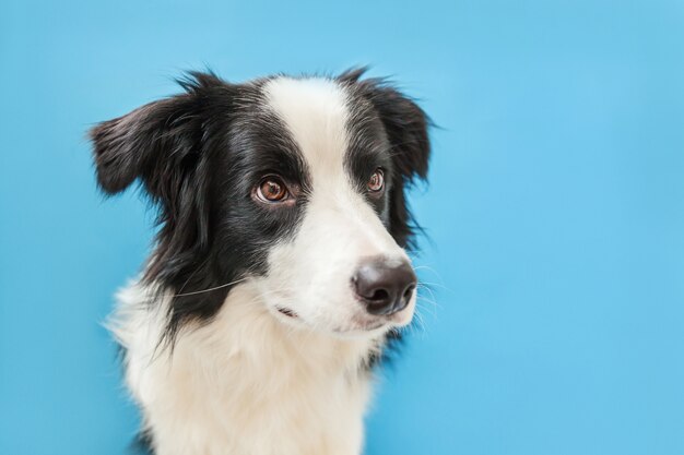 Śmieszny Pracowniany Portret śliczny Smilling Szczeniaka Psa Border Collie Odizolowywający Na Błękit ścianie. Nowy śliczny Członek Rodziny Małego Psa, Który Patrzy I Czeka Na Nagrodę. Koncepcja Opieki Nad Zwierzętami I Zwierzętami