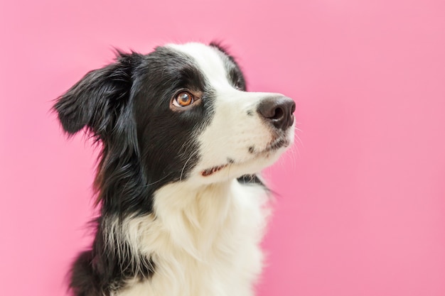 Śmieszny pracowniany portret śliczny smilling szczeniaka psa Border collie odizolowywający na menchiach