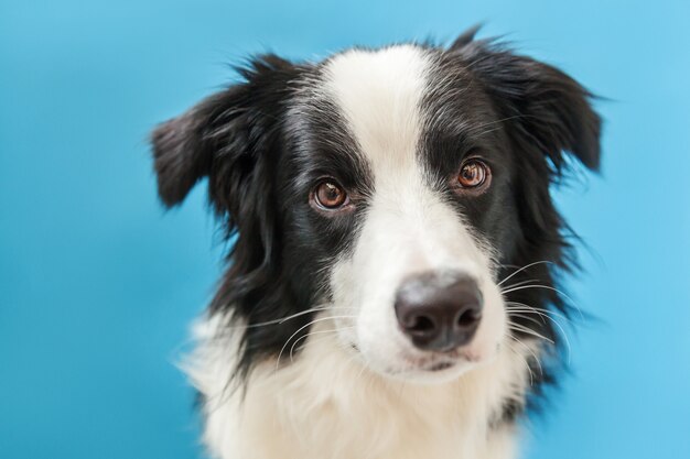 Śmieszny pracowniany portret śliczny uśmiechnięty szczeniaka psa Border collie odizolowywający