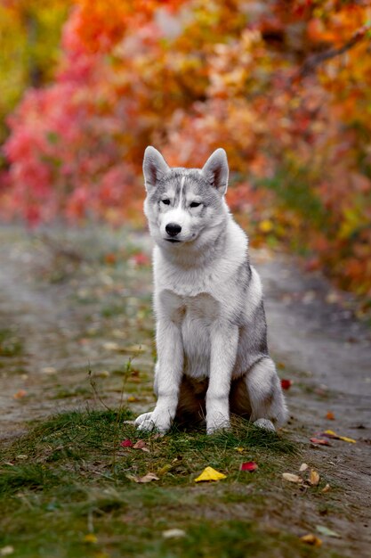 Śmieszny Syberyjski husky kłama w żółtych liściach. Korona żółtych liści jesienią. Pies na tle przyrody.