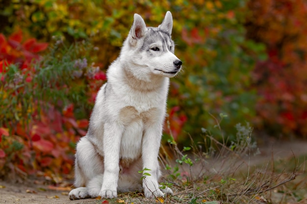 Śmieszny Syberyjski husky kłama w żółtych liściach. Korona żółtych liści jesienią. Pies na tle przyrody.