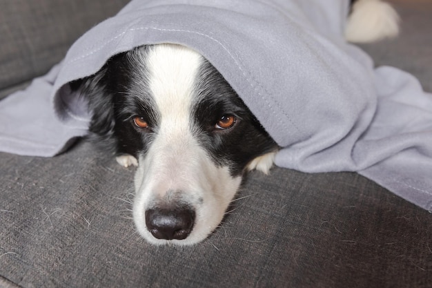 Śmieszny szczeniak border collie leżący na kanapie pod pledem w domu Mały piesek w domu utrzymujący ciepło chowający się pod kocem w chłodne jesień jesień zima Zwierzęta domowe Zwierzęta domowe Koncepcja nastroju Hygge