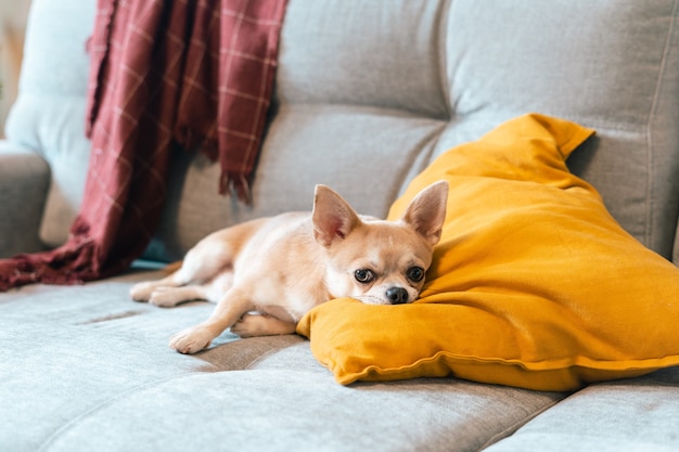 Śmieszny szczeniak chihuahua leżący na kanapie i poduszce pod pledem w domu śliczny mały pies ocieplenie domu