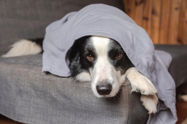 Śmieszny Szczeniak Rasy Border Collie, Leżąc Na Kanapie Pod Pled W Pomieszczeniu. Mały Pies W Domu Utrzymując Ciepło Chowając Się Pod Kocem W Chłodne Jesienno-zimowe Dni. Zwierzę Domowe życie Hygge Nastrój Koncepcja.