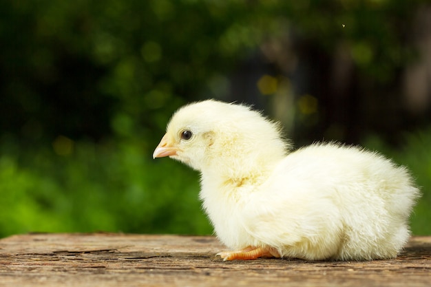 Śmieszny żółty kurczak na naturalnej zieleni