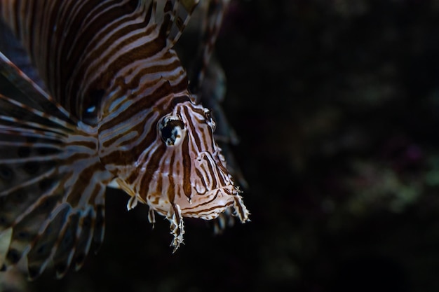 Zdjęcie smocza ryba portret lionfish