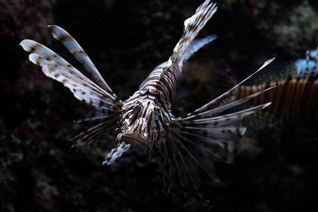 Zdjęcie smocza ryba portret lionfish