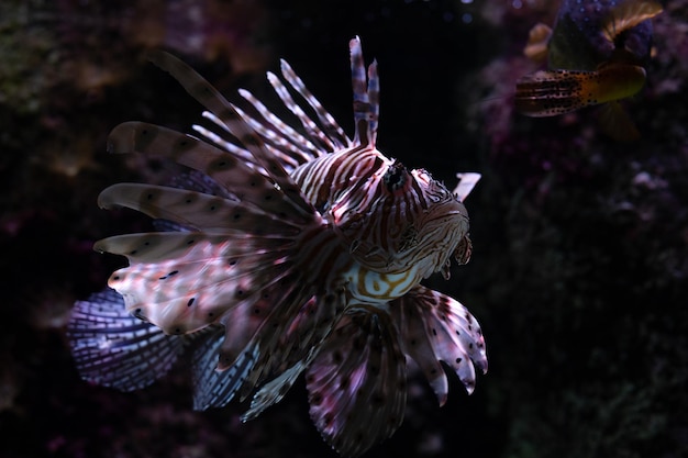 Zdjęcie smocza ryba portret lionfish