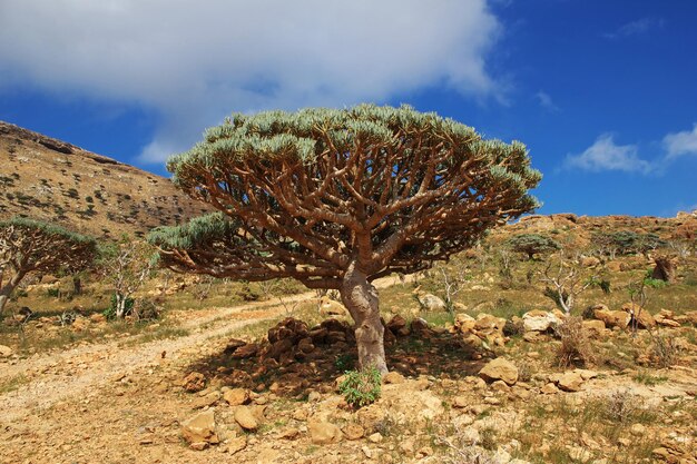 Smocze drzewo Drzewo krwi na płaskowyżu Homhil Wyspa Sokotra Ocean Indyjski Jemen