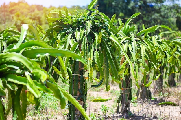 Smocze Drzewo Owocowe Z Kwiatem Smoczego Owocu Na Drzewie W Gospodarstwie Rolnym Na Azjatyckiej Plantacji Pitahaya Smoczy Owoc W Tajlandii Latem