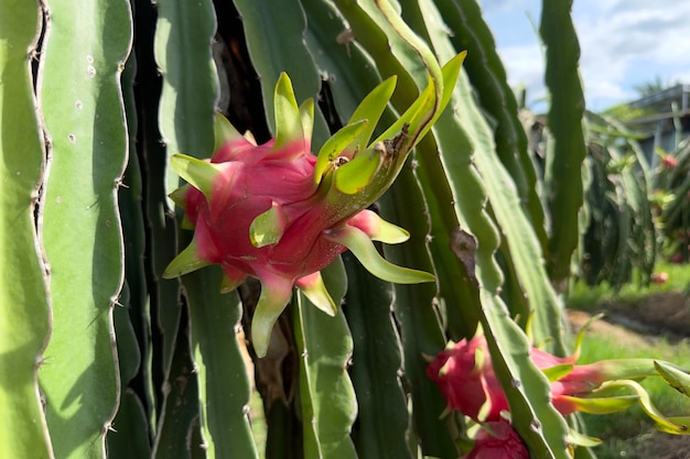 Smoczy owoc na żniwach smoczych owoców pitaya w gospodarstwie rolnym w azjatyckim egzotycznym kraju tropikalnym pitahaya organiczna plantacja kaktusów w tajlandii lub wietnamie w słoneczny letni dzień