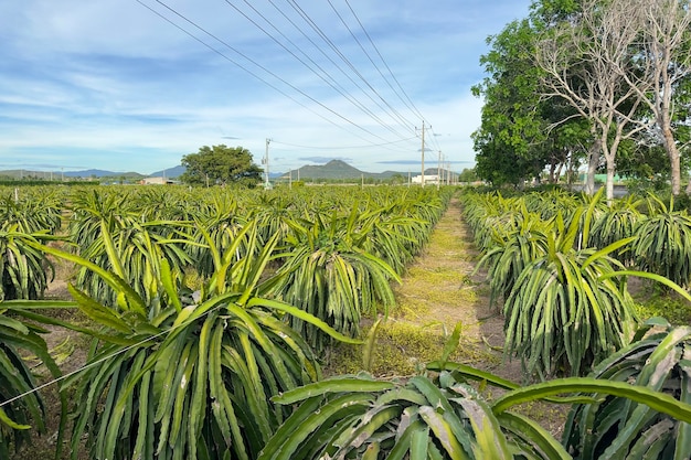 Zdjęcie smoczy owoc na żniwach smoczych owoców pitaya w gospodarstwie rolnym w azjatyckim egzotycznym kraju tropikalnym pitahaya organiczna plantacja kaktusów w tajlandii lub wietnamie w słoneczny letni dzień