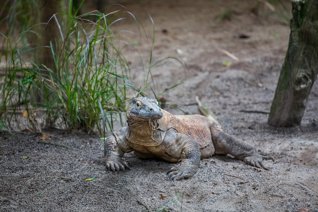 Smok Komodo na ziemi