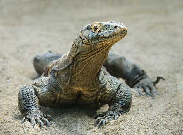 Smok Komodo wygląda w aparacie, zamyka portret na piasku