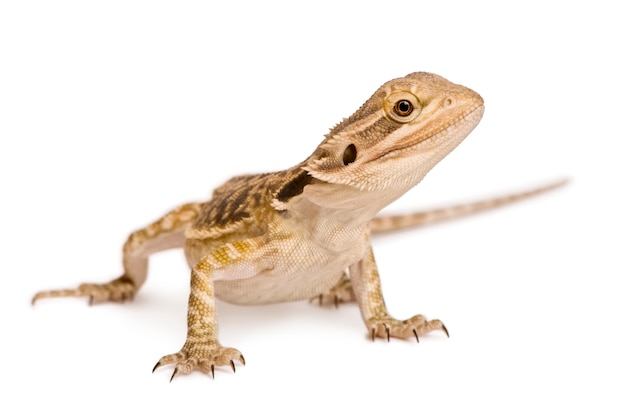 Smok Lawsona - Pogona Henrylinsoni