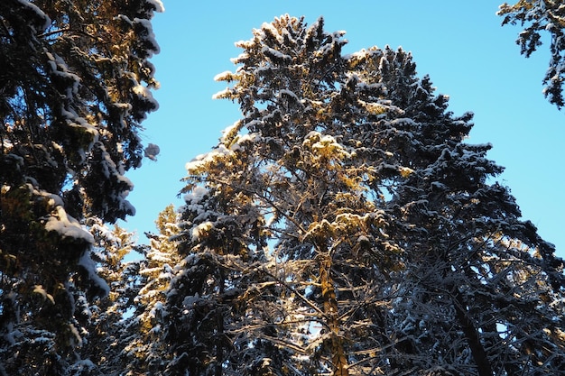 Smok Picea jest iglastym drzewem wiecznie zielonym z rodziny sosnowych Pinaceae Drzewa wiecznie zielone Smok powszechny lub smok norweski Picea abies jest szeroko rozpowszechniony w północnej Europie Śnieżny zimowy las iglasty