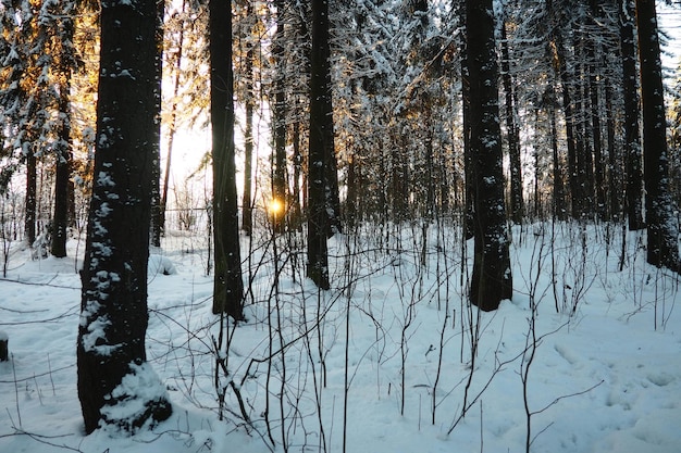 Smok Picea jest iglastym drzewem wiecznie zielonym z rodziny sosnowych Pinaceae Drzewa wiecznie zielone Smok powszechny lub smok norweski Picea abies jest szeroko rozpowszechniony w północnej Europie Śnieżny zimowy las iglasty