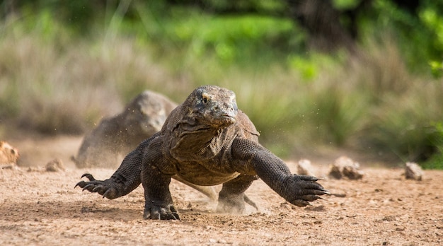 Smok z Komodo biegnie po ziemi. Indonezja. Park Narodowy Komodo.