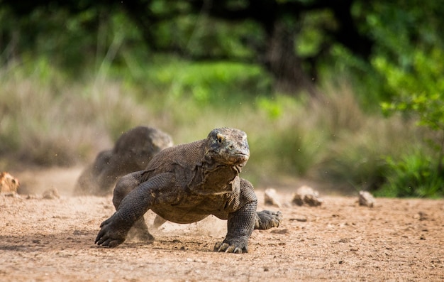 Smok z Komodo biegnie po ziemi. Indonezja. Park Narodowy Komodo.