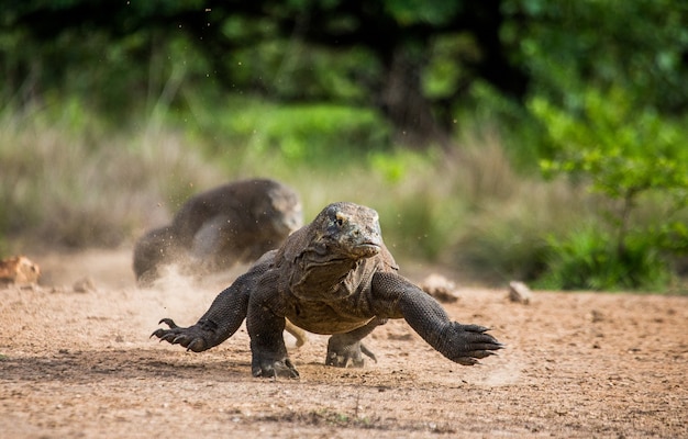 Smok z Komodo biegnie po ziemi. Indonezja. Park Narodowy Komodo.