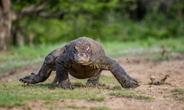 Smok z Komodo biegnie po ziemi. Indonezja. Park Narodowy Komodo.