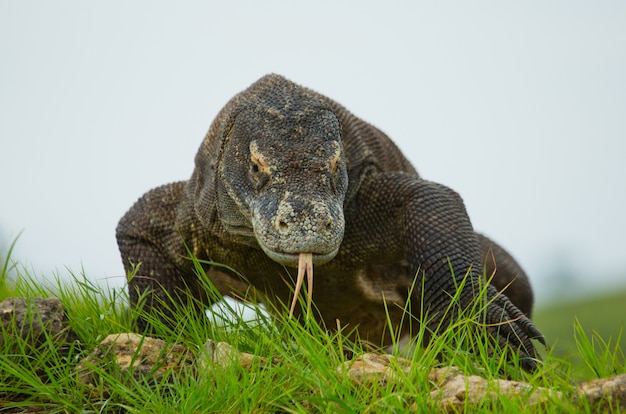 Zdjęcie smok z komodo leży na ziemi. indonezja. park narodowy komodo.