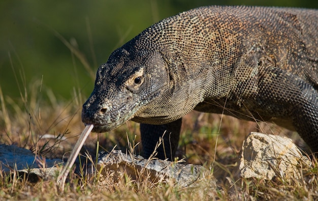 Smok z Komodo leży na ziemi. Indonezja. Park Narodowy Komodo.