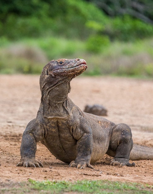 Smok z Komodo leży na ziemi. Indonezja. Park Narodowy Komodo.