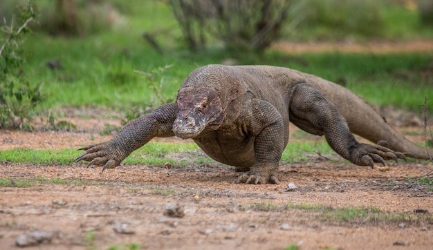 Smok z Komodo leży na ziemi. Indonezja. Park Narodowy Komodo.