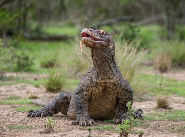 Smok z Komodo leży na ziemi. Indonezja. Park Narodowy Komodo.