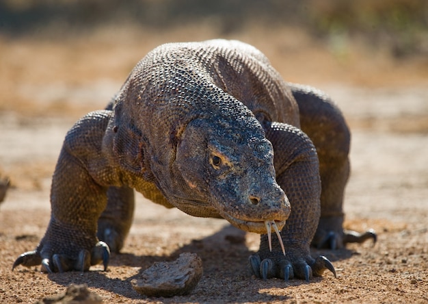 Smok z Komodo leży na ziemi. Indonezja. Park Narodowy Komodo.