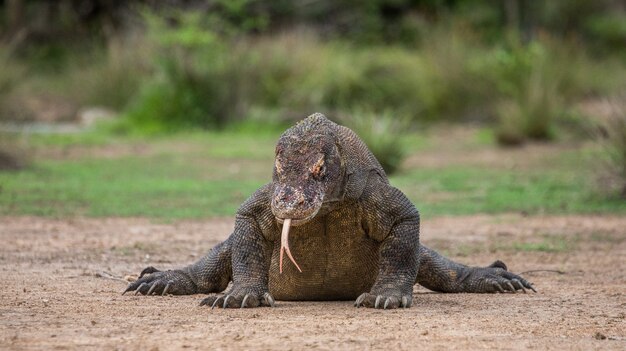 Smok z Komodo leży na ziemi. Indonezja. Park Narodowy Komodo.