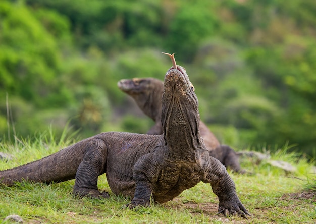 Smok z Komodo leży na ziemi. Indonezja. Park Narodowy Komodo.