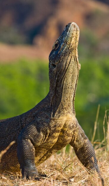 Smok Z Komodo Leży Na Ziemi. Indonezja. Park Narodowy Komodo.