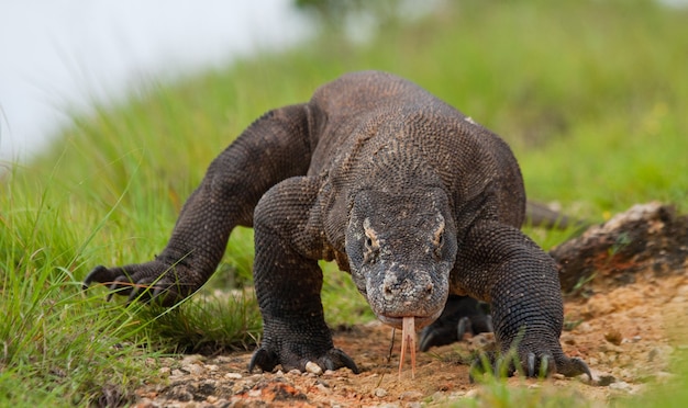 Smok z Komodo leży na ziemi. Indonezja. Park Narodowy Komodo.