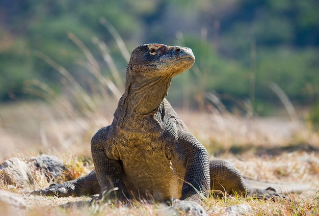 Smok z Komodo leży na ziemi. Indonezja. Park Narodowy Komodo.