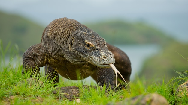 Smok Z Komodo Siedzi Na Ziemi Na Tle Oszałamiającej Scenerii.