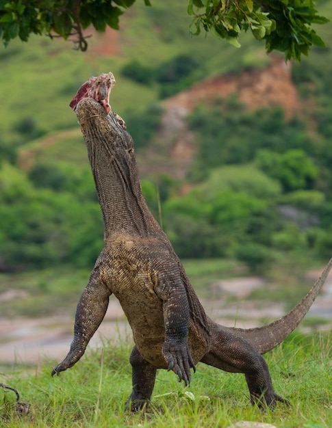 Smok z Komodo stoi wyprostowany na tylnych łapach. Indonezja. Park Narodowy Komodo.