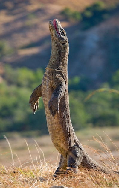 Zdjęcie smok z komodo stoi wyprostowany na tylnych łapach.