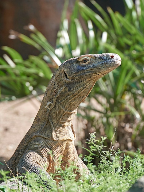 Zdjęcie smok z komodo varanus z komodoensis