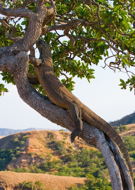 Smok z Komodo wspina się po drzewie. Indonezja. Park Narodowy Komodo.