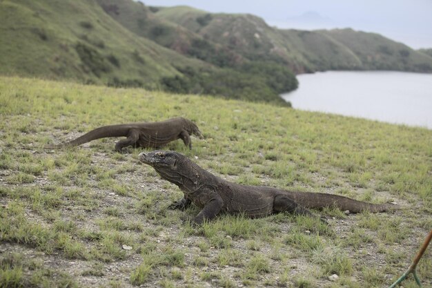 Zdjęcie smoki komodo na trawiastym polu