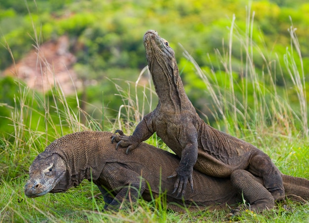 Smoki Z Komodo Walczą Ze Sobą. Bardzo Rzadki Obraz. Indonezja. Park Narodowy Komodo.