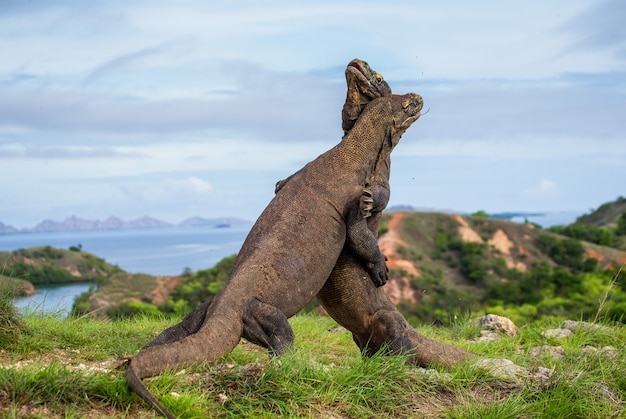 Smoki z Komodo walczą ze sobą. Indonezja. Park Narodowy Komodo.