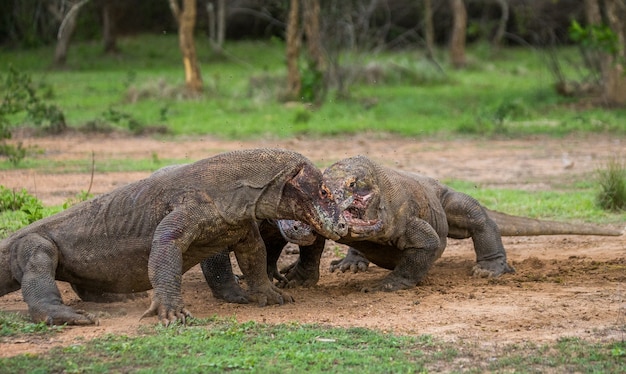 Smoki Z Komodo Zjadają Swoją Zdobycz. Indonezja. Park Narodowy Komodo.