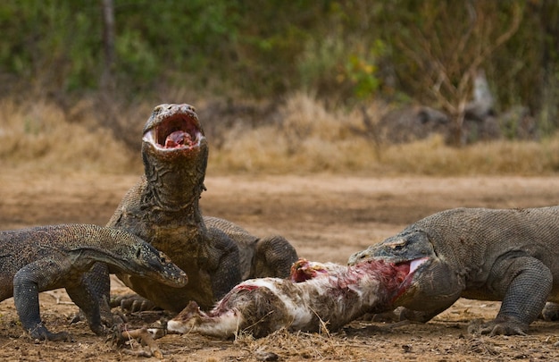 Smoki z Komodo zjadają swoją zdobycz. Indonezja. Park Narodowy Komodo.