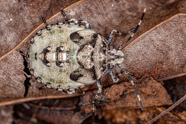 Smród bug Nimfa z rodzaju Antiteuchus