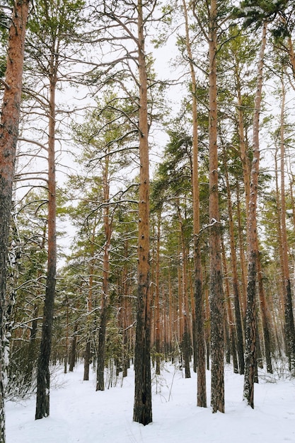 Smukłe pnie wysokich sosen w zimowym lesie