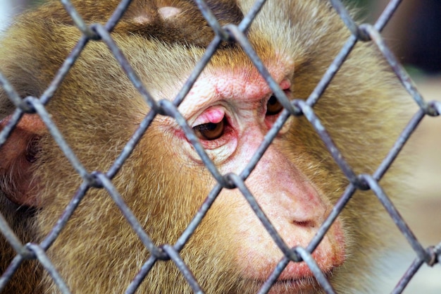Zdjęcie smutna małpa w klatce