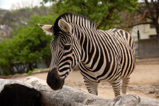 Smutna zebra